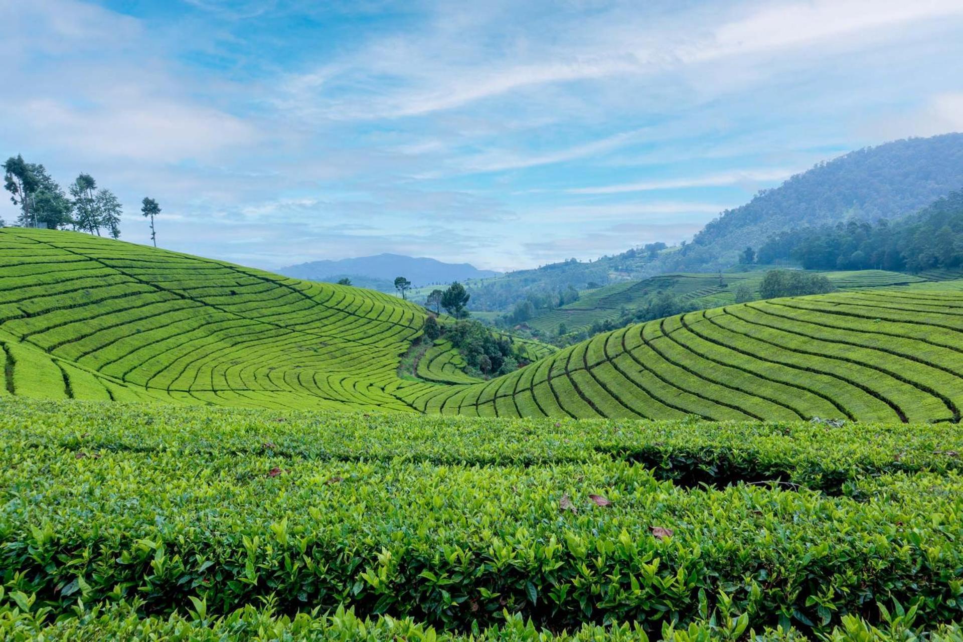 Arya Treetops And Tea Trails By Veo - Part Of Stayvista Darjeeling  Ngoại thất bức ảnh